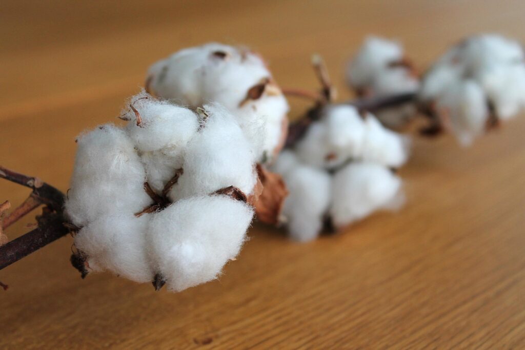 Cotton_01
