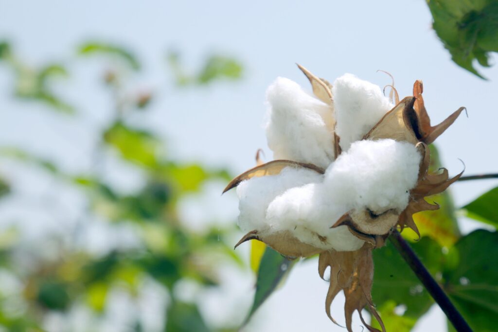 Cotton_02
